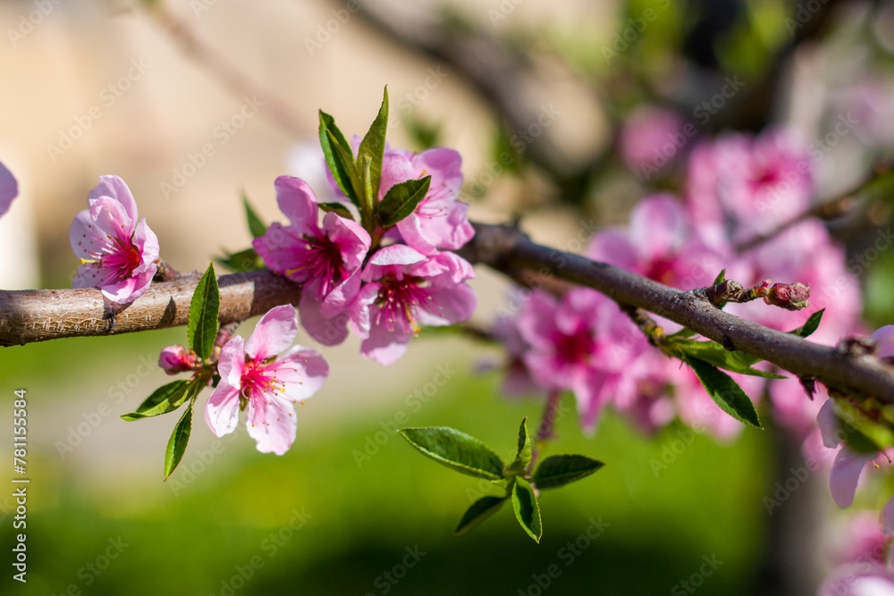 nectarine peach blossom on branch spring tree nectarine peach blossom on branch spring tree