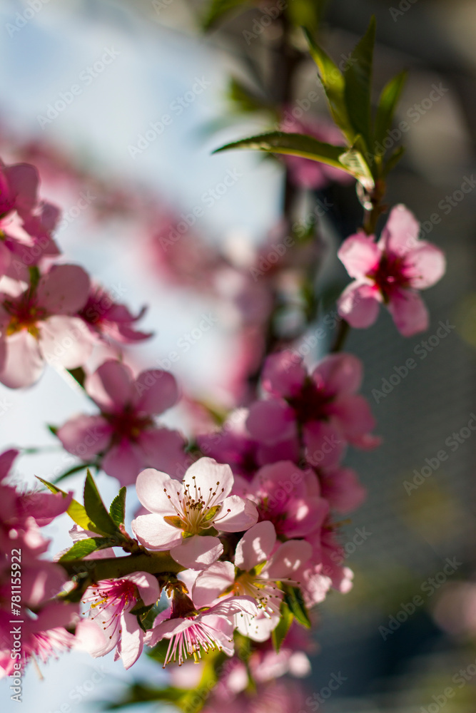 spring nectarine peach flowers blossom on branch spring nectarine peach flowers blossom on branch