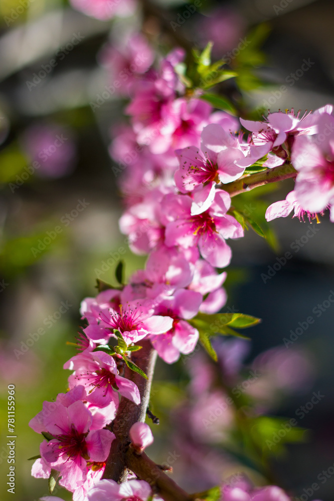spring peach nectarine blossom on sunny day branch spring peach nectarine blossom on sunny day branch
