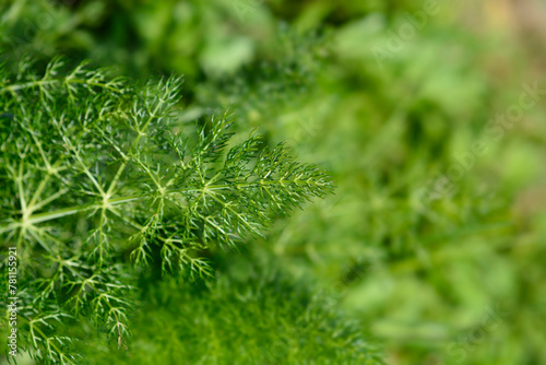 Common fennel leaves