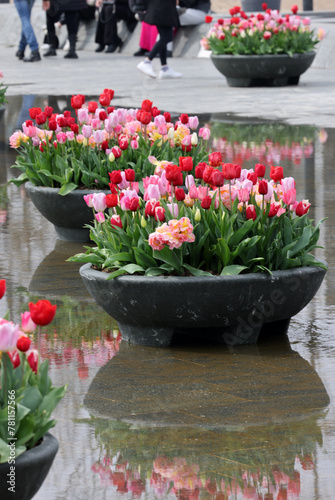 Colorful tulips flowers in the pond in front of the Rijksmuseum in Amsterdam. Netherlands photo