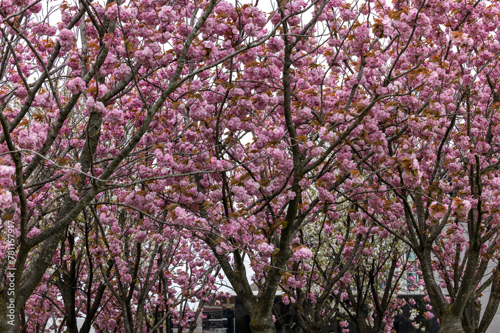 Garden with flowering trees inspired by Van Gogh at the Van Gogh museum and the Rijksmuseum on a spring day. Amsterdam, Netherlands Garden with flowering trees inspired by Van Gogh at the Van Gogh museum and the Rijksmuseum on a spring day. Amsterdam, Netherlands