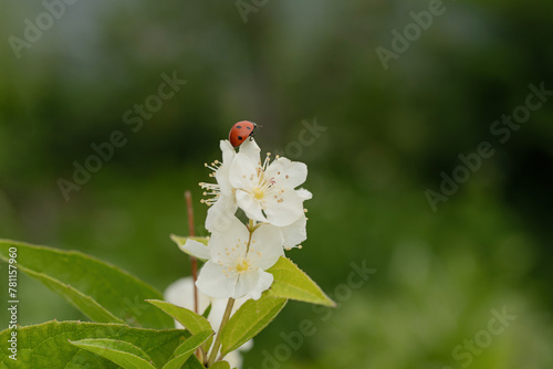 Ladybug on a white flower in the park
