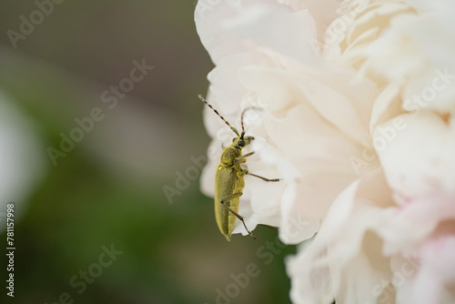 Beetle on a white peony flower in the garden.