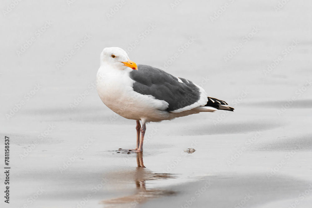 Seagull in the sea near the beach Seagull in the sea near the beach