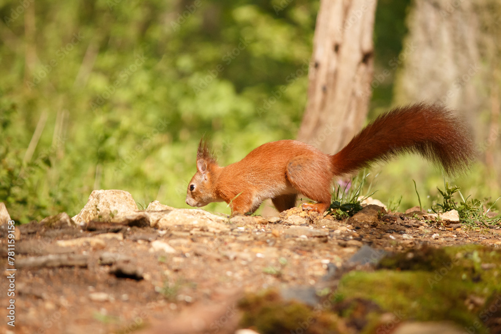 red squirrel on a tree red squirrel on a tree