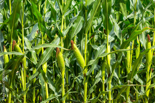 Corn field close up. Green corn in the summer agricultural season. Close up of ears of corn in the field.