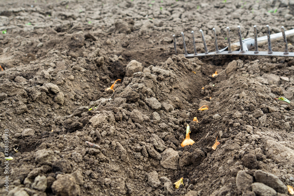 Planting bulbs in holes in the garden. Close-up of trenches with onions in the ground after planting in early spring Planting bulbs in holes in the garden. Close-up of trenches with onions in the ground after planting in early spring