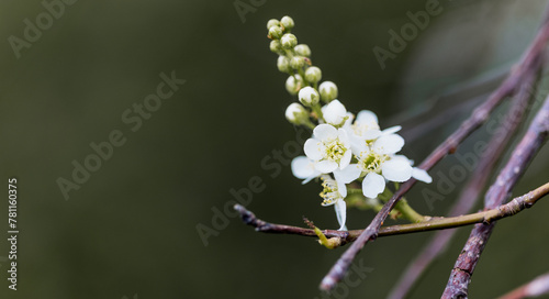 Zarte weiße Blüten und Knospen an einem Ast