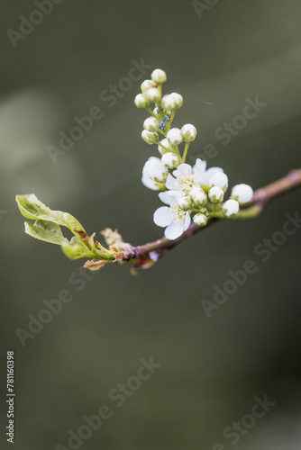 Zarte weiße Blüten und Knospen an einem Ast