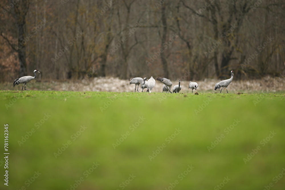 Fototapeta premium Crane birds in the nature habitat