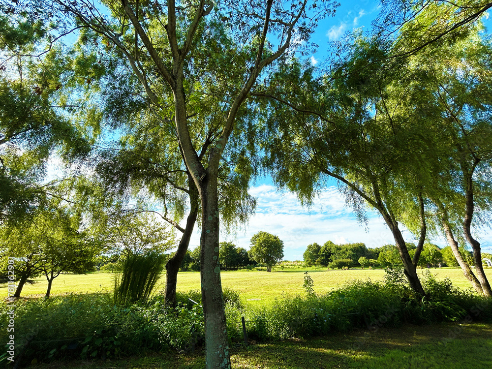 Obraz premium 緑に囲まれた公園