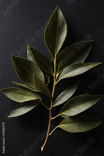 Bay leaf on a black background.