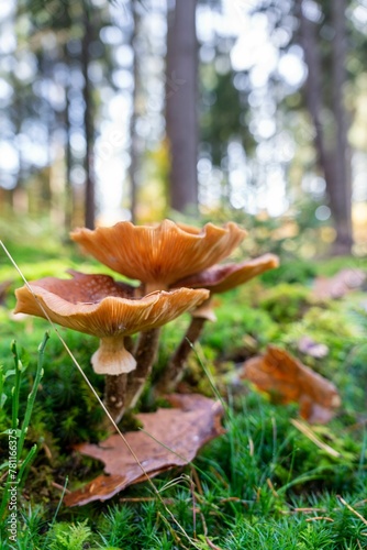 Vertical shot of small mushrooms growing in a forest on a bright, sunny day