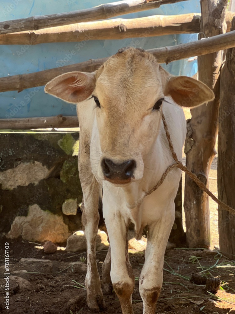 Calf in a dairy farm