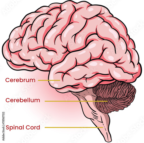illustration of brain parts infographic photo