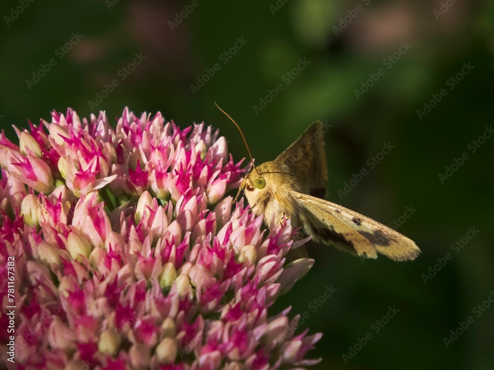 Closeup of a Shoulder-striped clover on a beautiful pink flower Closeup of a Shoulder-striped clover on a beautiful pink flower