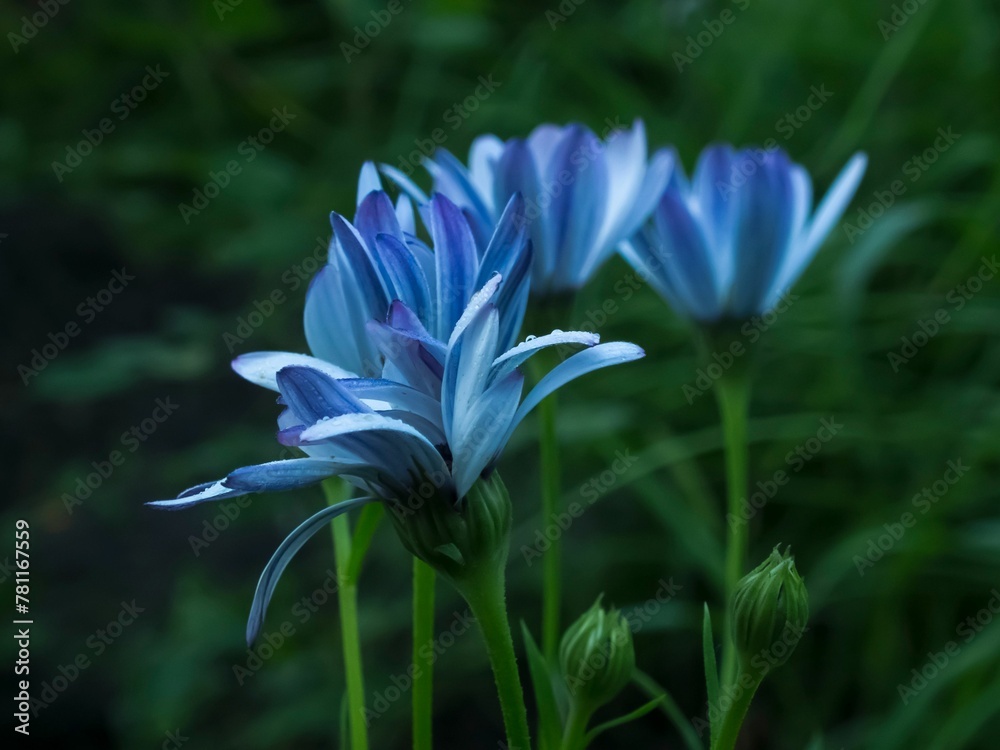 Closeup shot of blue Osteospermum flowers in a shady garden surrounded by green foliage Closeup shot of blue Osteospermum flowers in a shady garden surrounded by green foliage