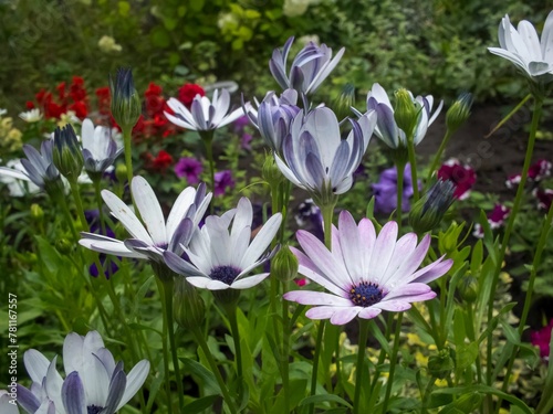 Fototapeta Naklejka Na Ścianę i Meble -  Purple Osteospermum flowers in a sunny garden surrounded by green foliage and colorful flowers