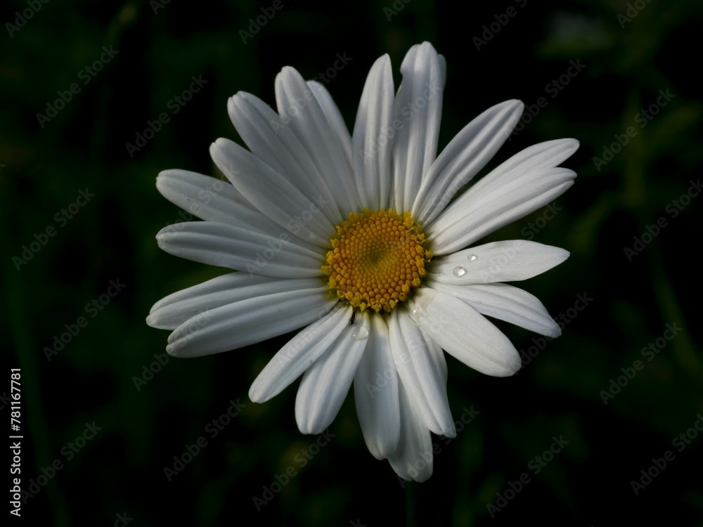 Obraz premium Closeup of a white daisy flower in a garden