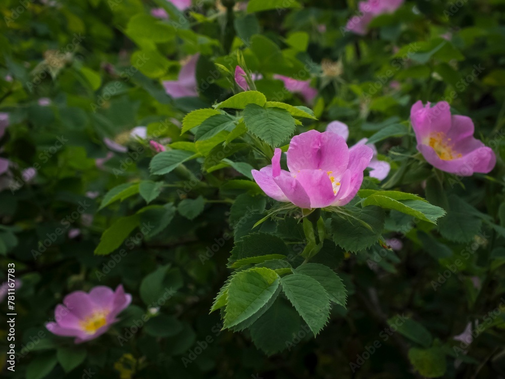 Selective of Peonia Mariel flower in a garden Selective of Peonia Mariel flower in a garden