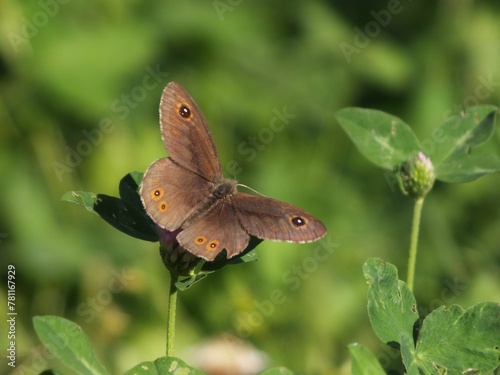 Selective focus shot of a little wood satyr butterfly on a plant