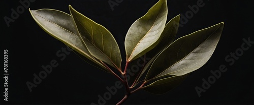 Bay leaf on a black background.