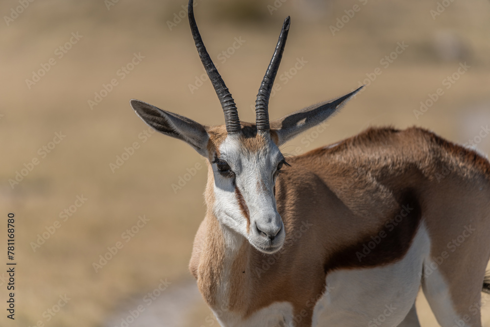 Nahaufnahme eines Springbocks (Antidorcas marsupialis) in der Etosha Pfanne in Namibia, Tier blickt direkt in die Kamera