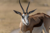 Nahaufnahme eines Springbocks (Antidorcas marsupialis) in der Etosha Pfanne in Namibia, Tier blickt direkt in die Kamera
