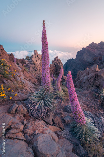 Towering Echium Wildpretii on La Palma Island cliffs photo