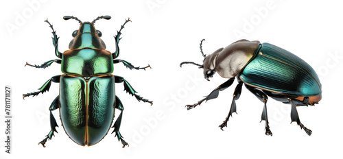 green stag beetle isolated on transparent background © drimerz