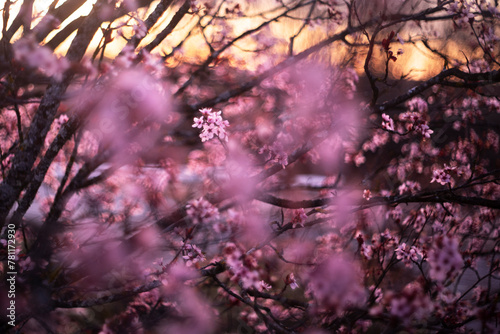 Dreamy spring scene with almond blossoms at sunset