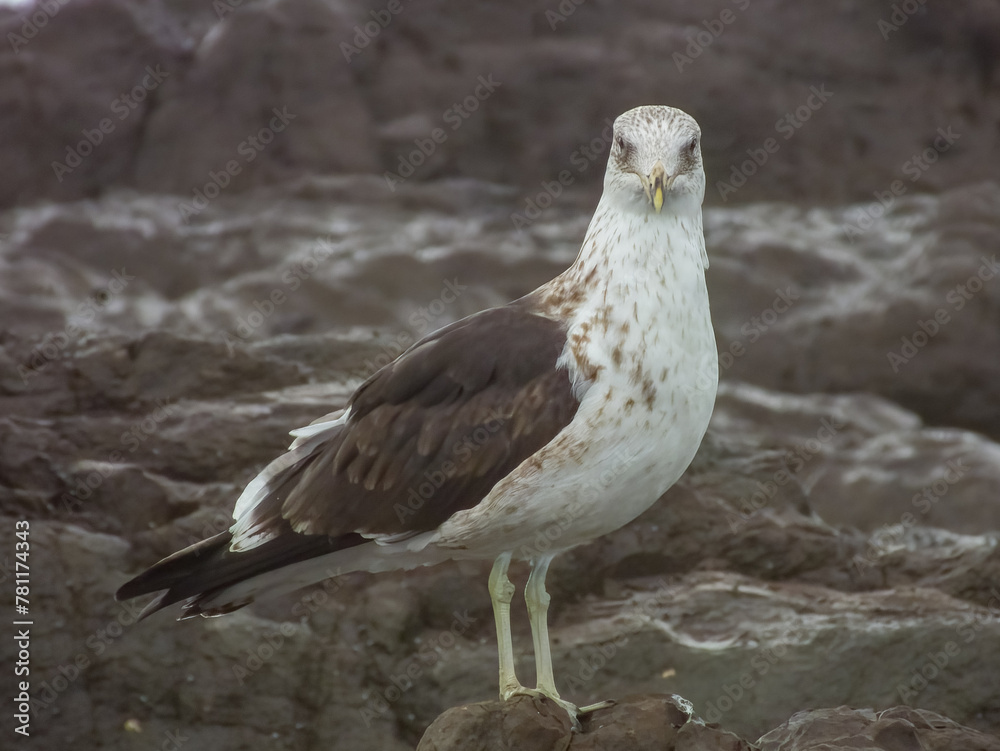 Kelp Gull in New South Wales, Australia Kelp Gull in New South Wales, Australia