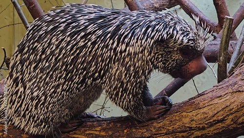 Close up of a Prehensile-Tailed  Porcupine resting on branch and moving his nose.	 photo