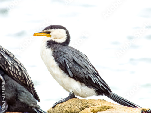 Little Pied Cormorant in New South Wales, Australia photo