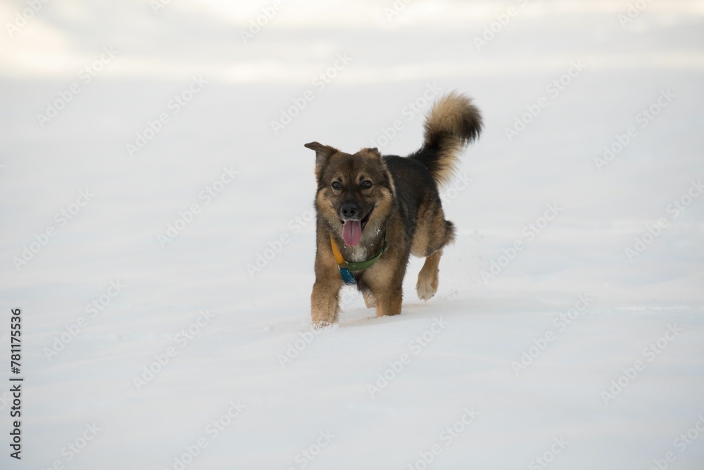 Naklejka premium Closeup of a playful Tamaskan Dog running in snow with its tongue out in winter