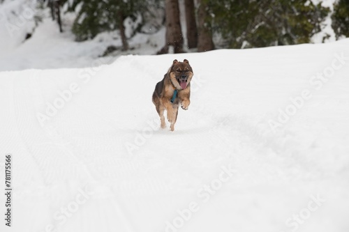 Playful Tamaskan Dog running in snow with its tongue out in winter
