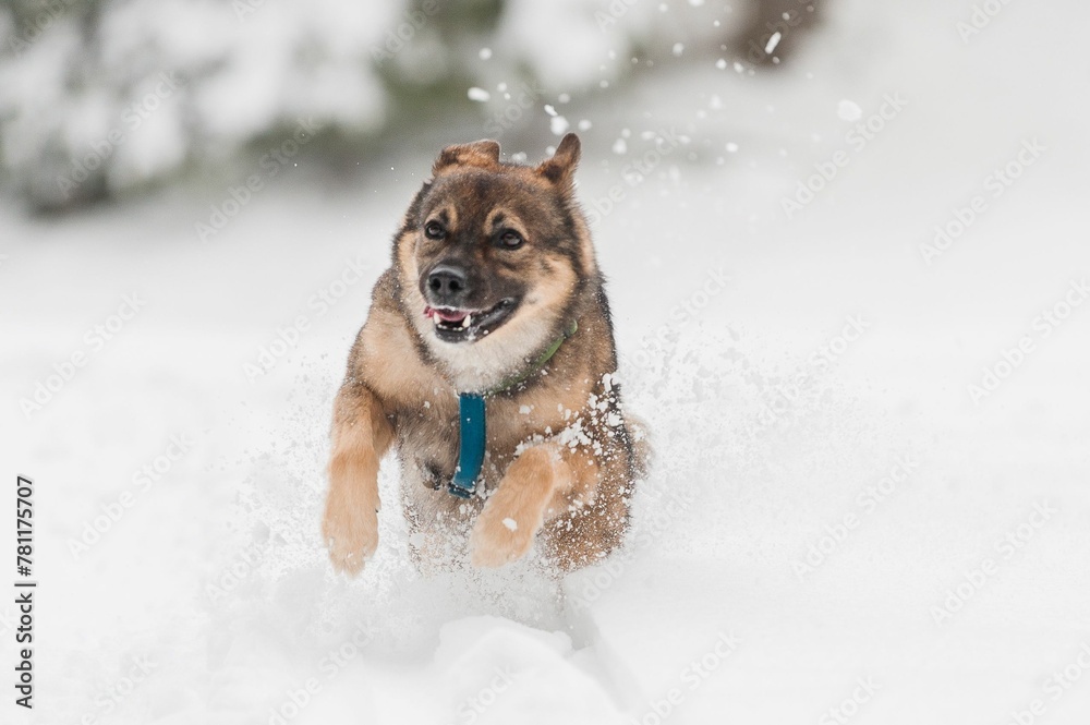 Naklejka premium Closeup of a playful Tamaskan Dog running in snow in winter