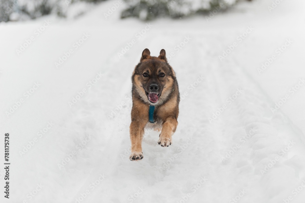 Closeup of a playful Tamaskan Dog running in snow with its tongue out in winter Closeup of a playful Tamaskan Dog running in snow with its tongue out in winter