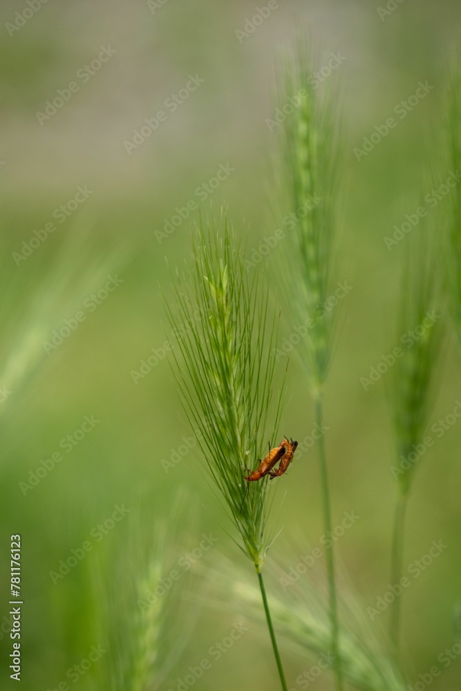 Vertical closeup of a Podisus maculiventris (Spined soldier bug) perched on a green grass Vertical closeup of a Podisus maculiventris (Spined soldier bug) perched on a green grass