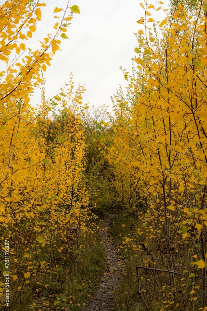 Vertical shot of a path surrounded by bright yellow autumn trees under the white sky