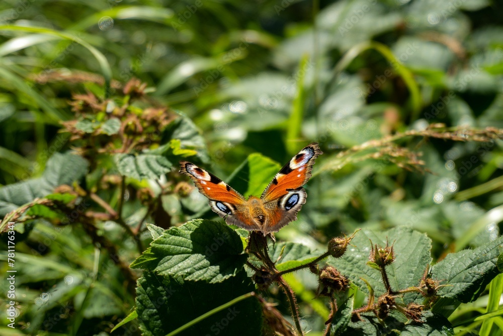 Closeup of a Peacock butterfly on green leaves Closeup of a Peacock butterfly on green leaves