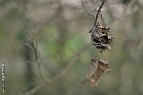 Closeup shot of a dried leaf on a fence. © Wirestock