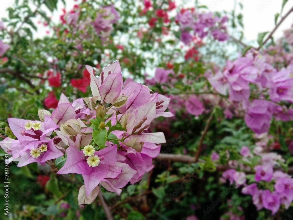 Scenic view of purple and pink weigela flowers in a garden during daytime Scenic view of purple and pink weigela flowers in a garden during daytime
