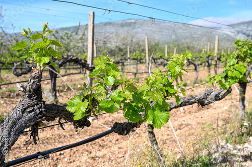 Young green leaves on a vine in a vineyard. Close-up of vine leaves in spring. Prune the vines in a row.