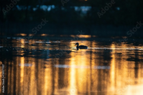 Scenic shot of a duck floating around in a lake during evening with the sunset reflecting on water