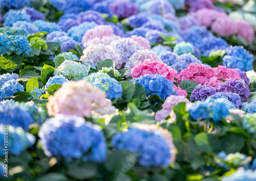 Obraz na płótnie fild of hydrangea in the garden w salonie