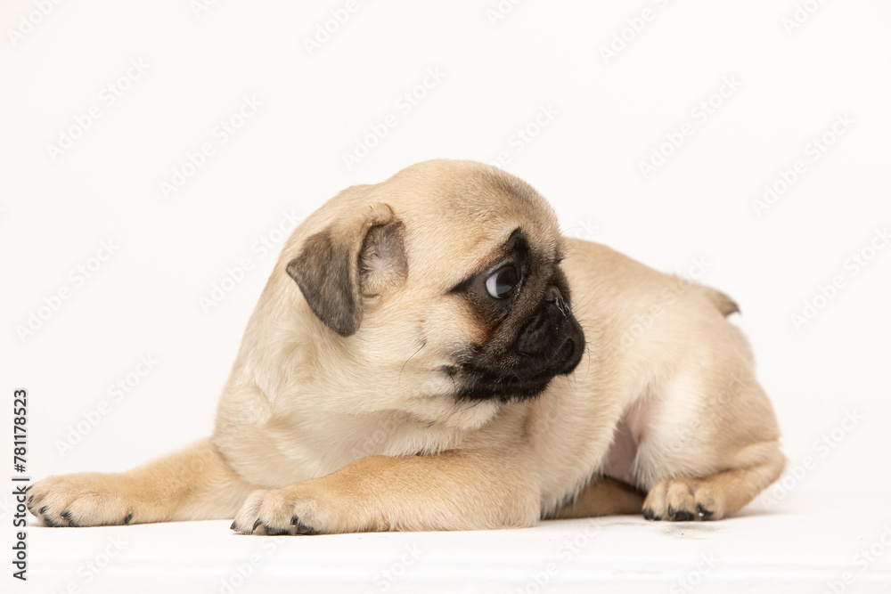 pug puppy on white background