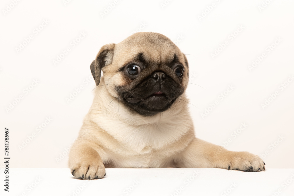 pug puppy on white background