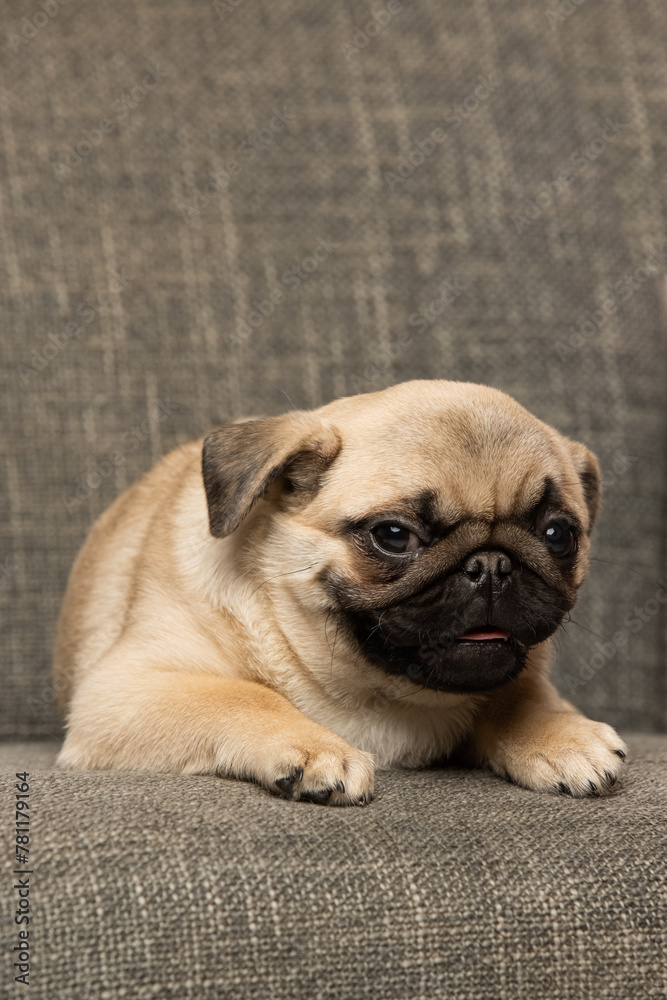 Fototapeta premium pug puppy on white background